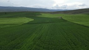 Wheat field shooting in wide field with drone. 4K 60Fps Video. Grassland harvest sky landscape