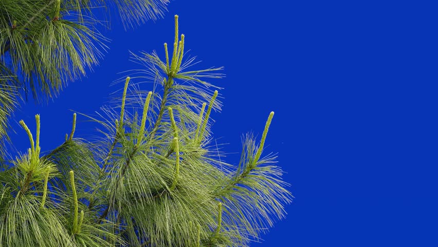 swaying pine branches on a blue screen