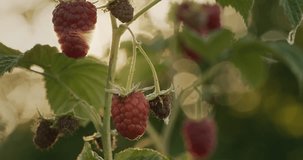 Juicy raspberry ripens on a spit in the sun. 4k video