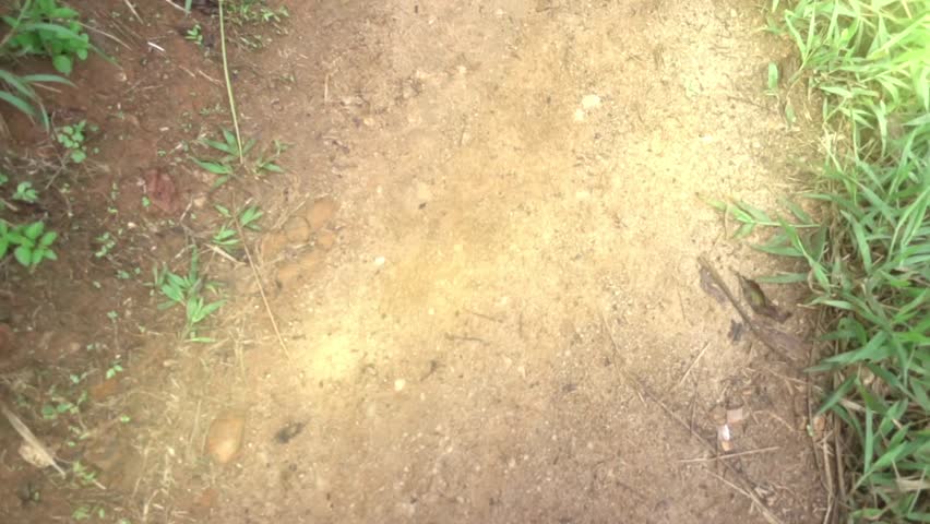 Path between trees and grass in the jungle illuminated by a sunbeam. Hiking, Hiking, Hiking. Asia, Sri Lanka. Slow motion