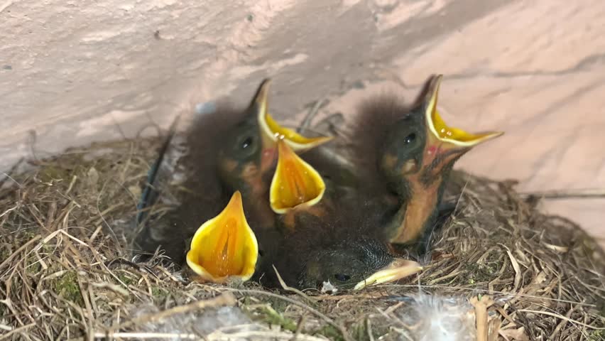 The chicks open their beaks in the nest. Young birds in the nest want to eat. Little birds are waiting for food from their parents.