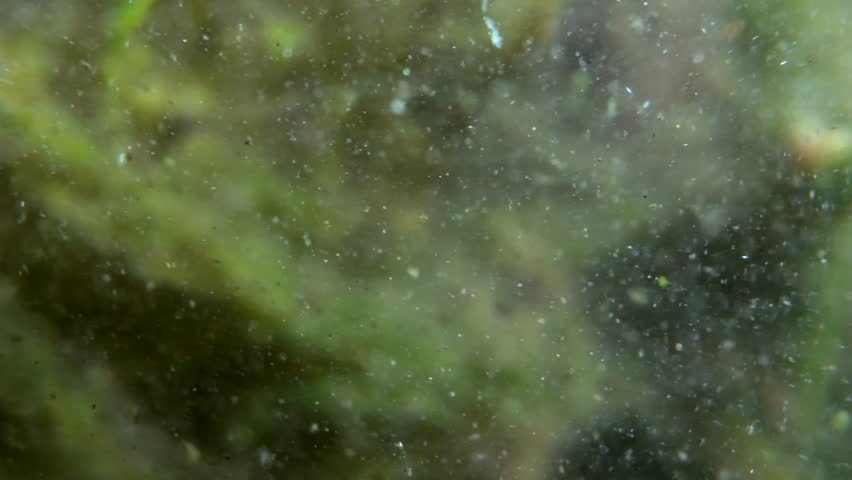 Macro view of algae and plankton swirling in the water, with blurry background of organic material. Royalty-Free Stock Footage #1104092681