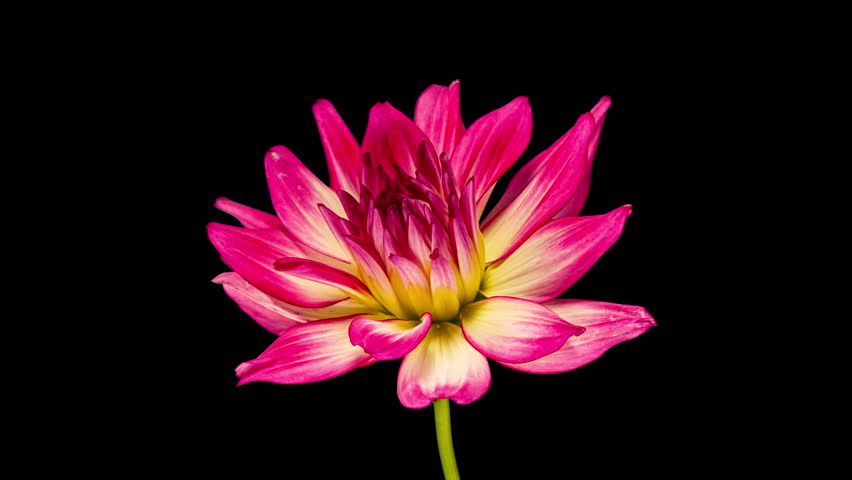 Pink White Dahlia Flower Opens in Time Lapse on a Black Background. The Red Plant Blooming