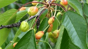 organic unripe cherries on the tree
