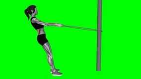 Jump Rope row female green screen fitness exercise workout animation male muscle highlight demonstration at 4K resolution 60 fps crisp quality for websites, apps, blogs, social media etc. - Powered by Shutterstock - Get 15% off with code: PIKWIZARD15