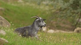 4K video with a goat standing on grass in the middle of a flock of sheep. farm animals and agriculture concept video.