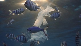 Piece plastic bag floats under surface of ocean in dance sunbeams, with tropical fish swims around, Evening Light. Tropical fish swim near plastic bag drifts to it at sunset in sun rays, Slow motion - Powered by Shutterstock - Get 15% off with code: PIKWIZARD15