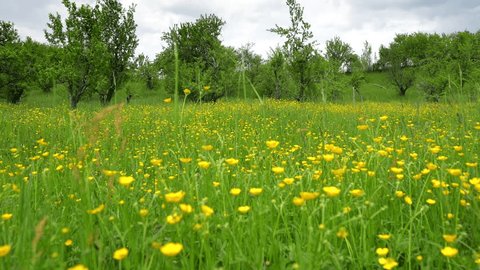 4k close up video spring landscape. Wide angle nature landscape with a meadow terrain next to a hill with beautiful yellow flowers in foreground. Pan camera movement. : vidéo de stock