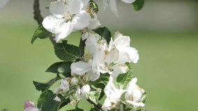 Apple tree with white flowers, apple blossoms frozen in the frost, apple blossoms blooming. Videos.