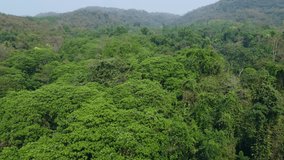 Shot from drone a high angle of a tropical forest with dense foliage, illustrating the number of trees in the summer and a conservation idea for the environment and keeping the balance of nature.