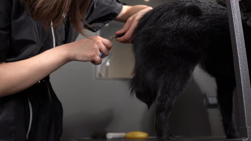 blac Schipperke getting groomed at salon. Professional cares for a dog in a specialized grooming salon.