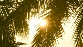 Close up sun shines through leaves palm tree. Leave Summer shot with natural lighting. Morning sun nature summer background. coconut leaf swaying wind sun light. Video B roll