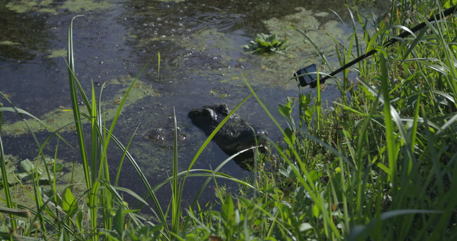 Tourist films alligator with action sports cam close up at edge of swamp - dangerous