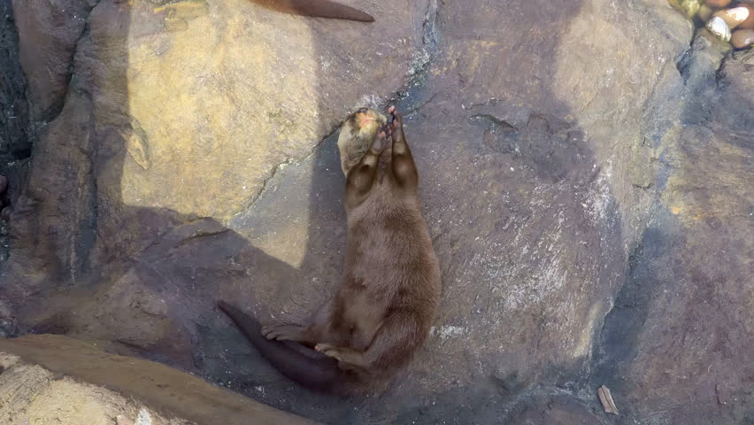 Happy Asian small-clawed otter. Oriental Small-Clawed Otters. Playing with a small stone.