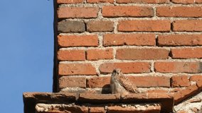 A kestrel perched on a cornice of an old building, near his nest and with several pigeons watching him from behind.