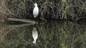 Closeup of a little egret or Egretta garzetta resting, perched on a tree trunk sunk in the water, reflection of the bird on the surface of the river water.