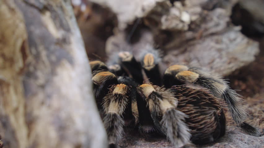 Quick reaction by Mexican Redknee tarantula to catch its prey