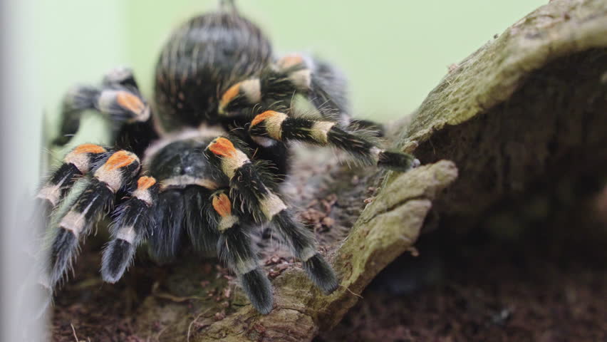 Frontal view of Mexican Redknee tarantula with hairy body