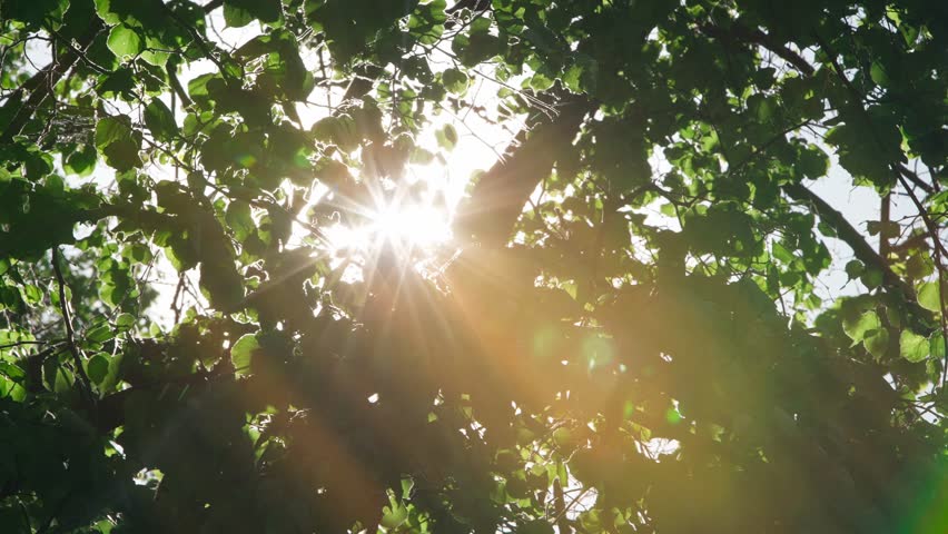shining sun through tree. sunbeams shining through green leaves. rays of light and green foliage waving in wind. spring sunlight. lens flares on sun. natural background. environment. slow motion Royalty-Free Stock Footage #1104114085