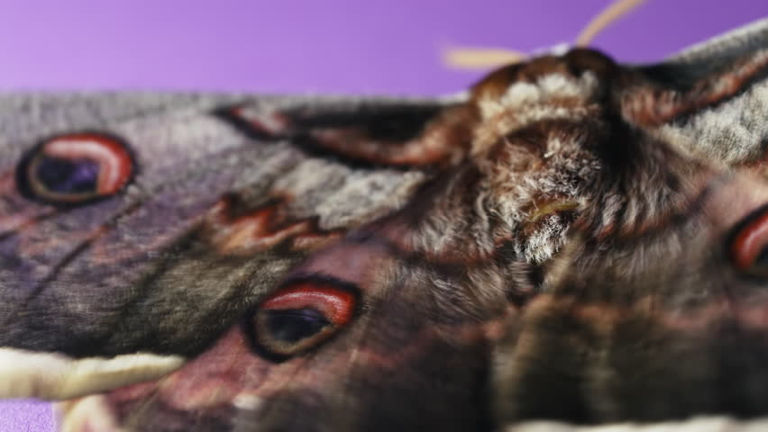 Macro european night butterfly - Saturnia pyri, giant peacock moth on violet