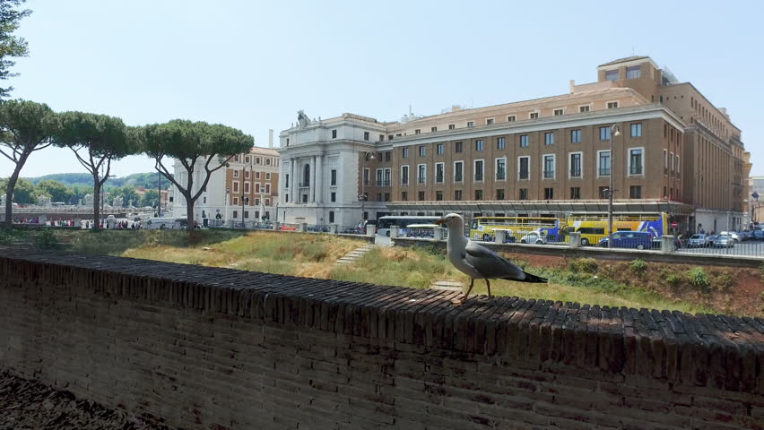 Seagull bird on wall at Corridor Passetto di Borgo between the Vatican and the Castle of Saint Angela in Roma, Italy