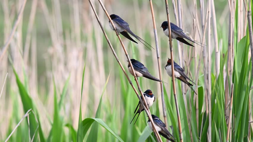 Barn swallow Hirundo rustica. The bird sits on a reed and flies away. Slow motion. Close up.