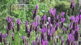 Lavandula stoechas Lavender lavender thyme borriquero with flower in spring in mountain area with light wind