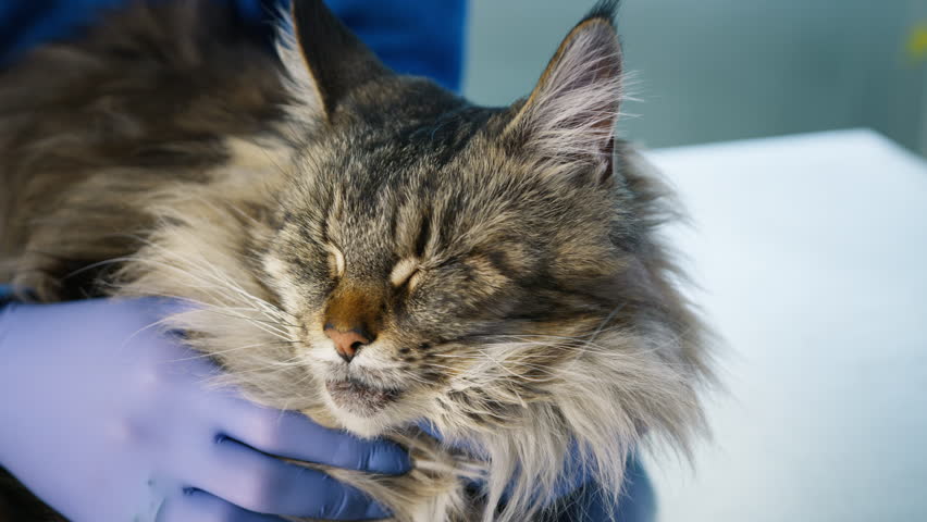 Friendly calm grey furry pet friend at modern veterinary clinic for check up visit. Slow motion vet service shot. Veterinarian examining eyes of Maine Coon breed cat pet with otoscope with flashlight Royalty-Free Stock Footage #1104123163