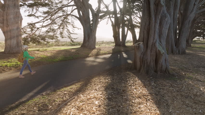 Parallax effect on nature adventure concept, aerial shot 4K. Happy backpacker girl hiking exploring nature USA. Drone camera moving in parallel to woman walking by cypress tree alley on golden sunrise