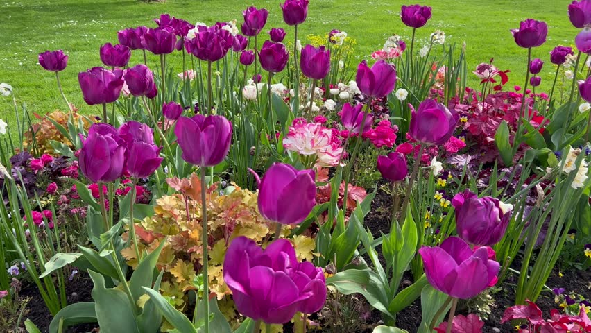 Closed up purple tulips swaying by the wind. Purple tulips and several flowers in green  garden in springtime. selective focus