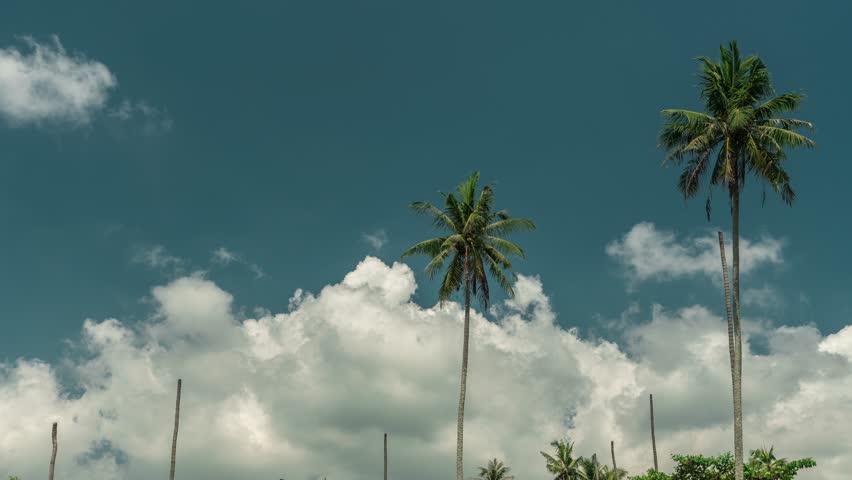 4K Time lapse tropical beach with palm tree on background blue cloudy sky 4K