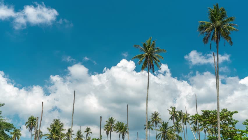 4K Time lapse tropical beach with palm tree on background blue cloudy sky 4K