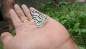 A butterfly perched on someone's hand against a background of green leaves