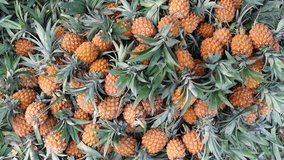 The pile of harvested ripe pineapples. Large harvest of fresh pineapples stacked closeup 4k video. 