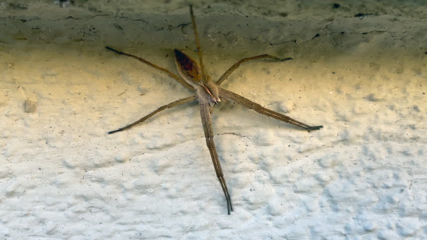 A large spider with long legs sits on a wall by the sea