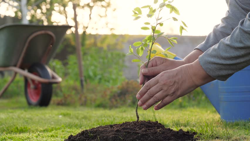 Close up hands mature farmer with love and care plant young green tree in fertilized ground in garden with wheelbarrow and watering can. Spring sunset. Caring for nature, family tree or reforestation Royalty-Free Stock Footage #1104137509