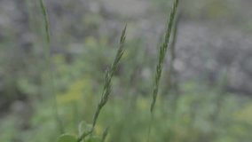 close-up video of stems and ears of grass in the early morning sunrise, the mountain meadows
