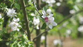 Apple tree with white flowers as a bee collects honey, blooming apple flowers in summer. Video clip.