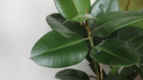 Wiping ficus leaves with a damp cloth from dust. House plant care. Ficus rubbery. Horizontal video.