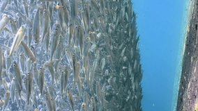 Vertical video, Massive concentration of young Hardyhead Silverside fish stand along the shore in shallow water in bright sun beams, view from below, slow motion