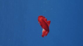 Vertical video, Red Sea Slug swims in blue sea under water surface on sunrays. Spanish Dancer Nudibranch (Hexabranchus sanguineus) floats under surface of water in bright sunlight, Slow motion