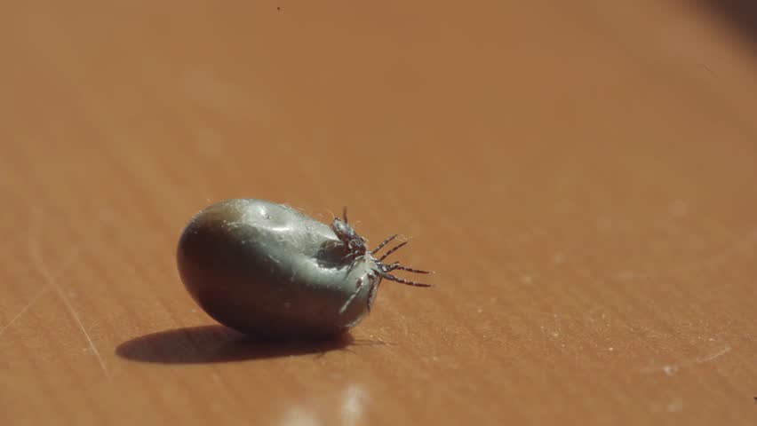 A Fat Tick Laying On The Back Slowly Moving. Tick fell of a cat after sucking blood. Commercial softlight from the top. Small legs of the tick moving. The second tick is attached to the stomach
