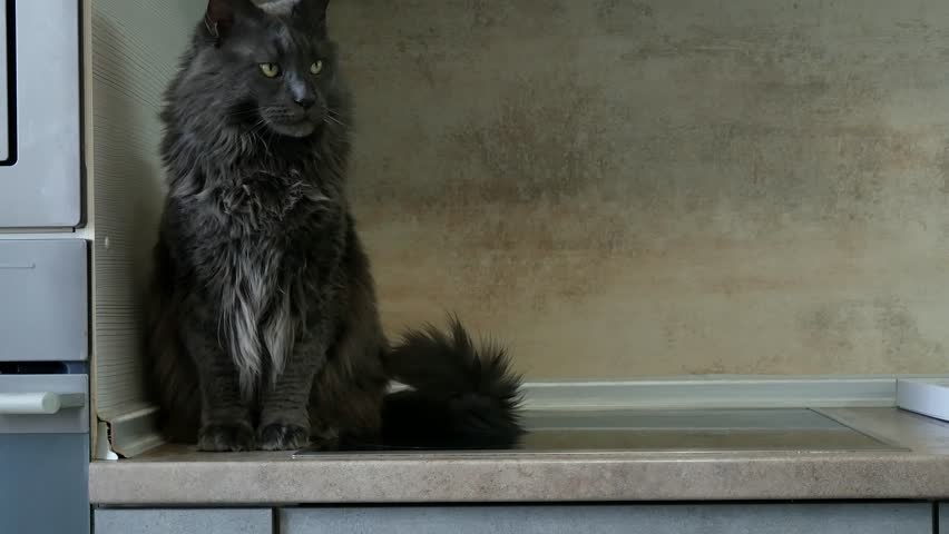 A black and gray cat poses for the camera while sitting on the kitchen counter. Sitting in the kitchen, a large Maine Coon cat poses for the camera, wags its head and tail, looks down on those present Royalty-Free Stock Footage #1104146681