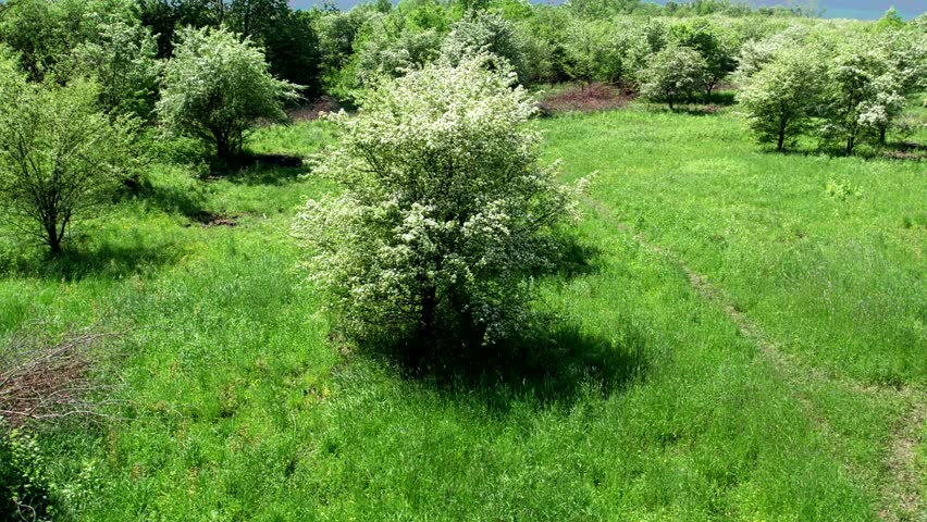 Beautiful aerial shot of a meadow with trees and white hawthorns blooming in spring.