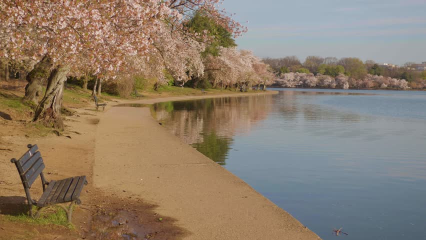 Washington dc - circa 2023 - cherry trees and park benches on the riverbanks of the potomac in washington d.c..