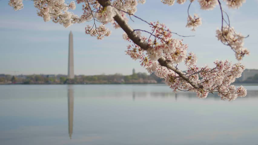 Washington dc - circa 2023 - cherry trees blossom across the potomac from the washington monument in washington d.c..