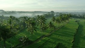 Ubud, bali - circa 2023 - excellent aerial footage of palm trees in a misty valley of ubud, bali.