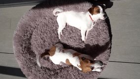 Two dogs lying down on soft pet bed looking up. Top view from above. Sunny day relaxing outside. sleepy dog family video footage. Direct sun light dark contrast shadows. Jack Russell terriers siesta