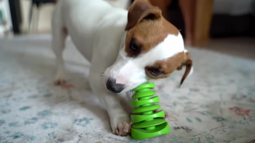 Adorable dog playing with green toy. actively chews toy with anger. Working focused and strong. Adorable white small Jack Russell terrier game time video footage Royalty-Free Stock Footage #1104160233