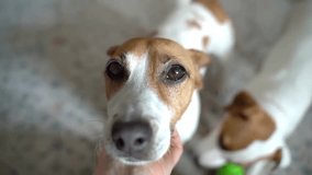 Woman hand petting adorable white small dog Jack Russell terrier while the younger dog playing with toy at the background. Pet family. Pet love trust and care video footage. Tender moment of closeness